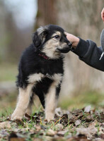Собаки и кошки в добрые руки