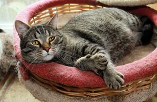 Собаки и кошки в добрые руки