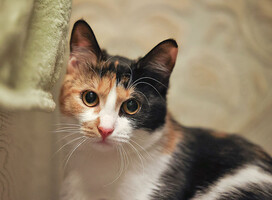 Собаки и кошки в добрые руки