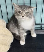 Собаки и кошки в добрые руки