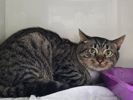 Собаки и кошки в добрые руки