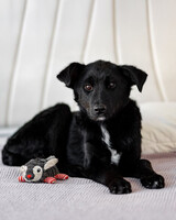 Собаки и кошки в добрые руки