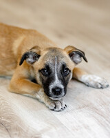 Собаки и кошки в добрые руки