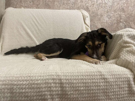 Собаки и кошки в добрые руки