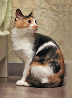 Собаки и кошки в добрые руки