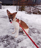 Собаки и кошки в добрые руки