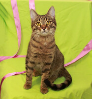 Собаки и кошки в добрые руки