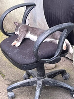 Собаки и кошки в добрые руки