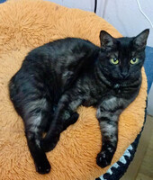 Собаки и кошки в добрые руки