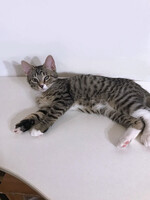 Собаки и кошки в добрые руки