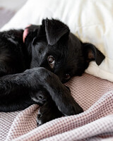 Собаки и кошки в добрые руки