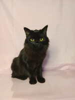 Собаки и кошки в добрые руки