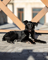 Собаки и кошки в добрые руки