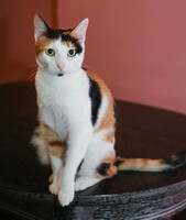 Собаки и кошки в добрые руки