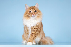 Собаки и кошки в добрые руки