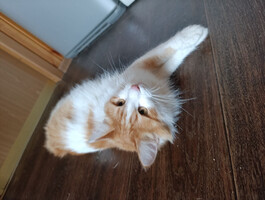 Собаки и кошки в добрые руки