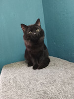 Собаки и кошки в добрые руки