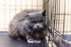 Собаки и кошки в добрые руки