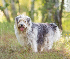 Собаки и кошки в добрые руки