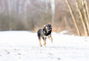 Собаки и кошки в добрые руки