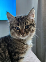 Собаки и кошки в добрые руки