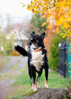 Собаки и кошки в добрые руки