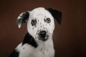 Собаки и кошки в добрые руки