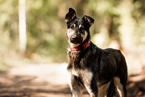 Собаки и кошки в добрые руки