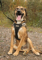 Собаки и кошки в добрые руки