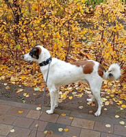 Собаки и кошки в добрые руки