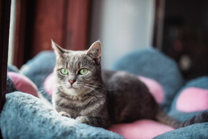 Собаки и кошки в добрые руки