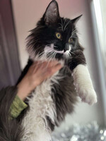 Собаки и кошки в добрые руки