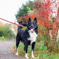 Собаки и кошки в добрые руки