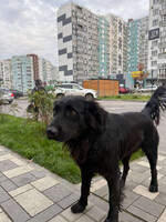 Собаки и кошки в добрые руки