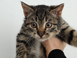 Собаки и кошки в добрые руки