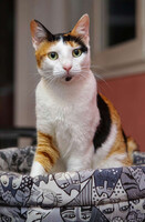 Собаки и кошки в добрые руки