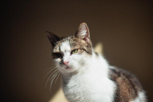 Собаки и кошки в добрые руки