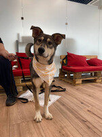 Собаки и кошки в добрые руки