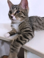 Собаки и кошки в добрые руки