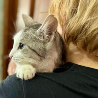 Собаки и кошки в добрые руки