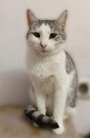 Собаки и кошки в добрые руки