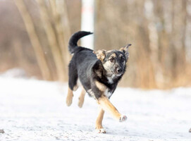 Собаки и кошки в добрые руки