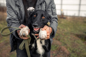 Собаки и кошки в добрые руки