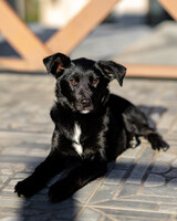 Собаки и кошки в добрые руки