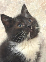 Собаки и кошки в добрые руки