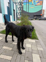 Собаки и кошки в добрые руки