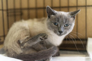 Собаки и кошки в добрые руки