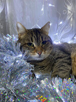 Собаки и кошки в добрые руки