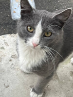 Собаки и кошки в добрые руки