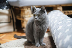 Собаки и кошки в добрые руки